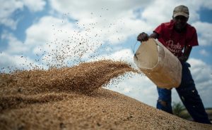 Россия безвозмездно поставит странам Африки 25-50 тыс. тонн зерна