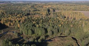 Во всех районах Беларуси действуют ограничения на посещение лесов