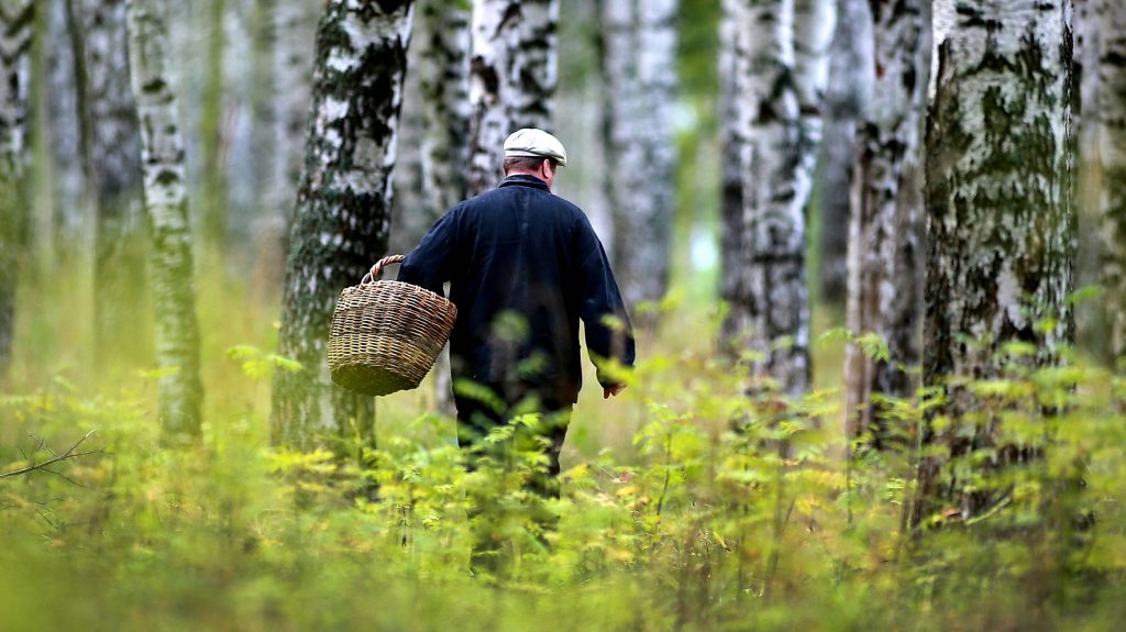 За этот месяц в лесах республики потерялись более 50 человек