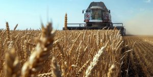Минсельхозпрод Беларуси назвал причину низкого урожая зерновых