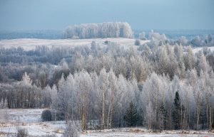 Площадь лесов в Беларуси за 30 лет увеличилась более чем на 1 млн га