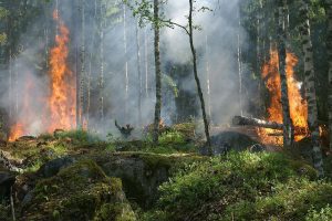 Запрет на посещение лесов действует во всех областях Беларуси