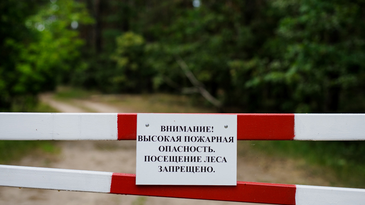 Запреты и ограничения на посещение лесов действуют во всех районах Беларуси