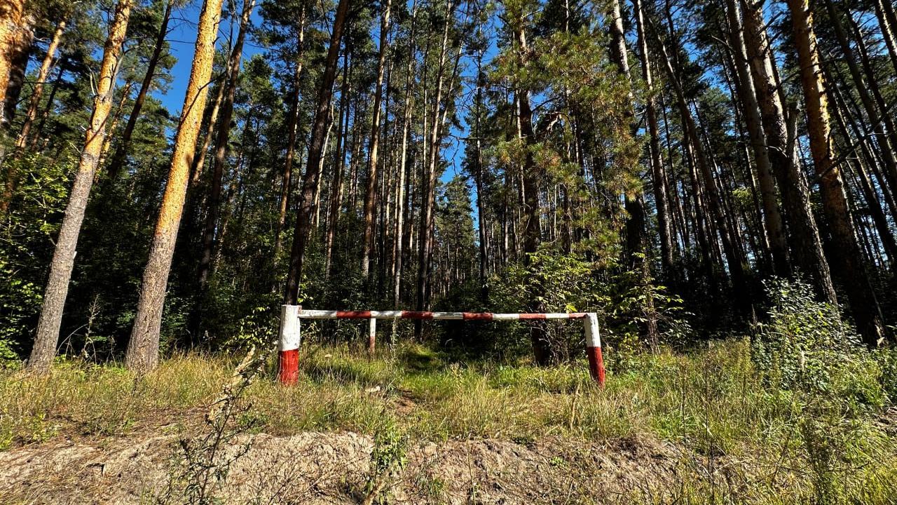 По всей Беларуси сняты запреты и ограничения на посещение лесов