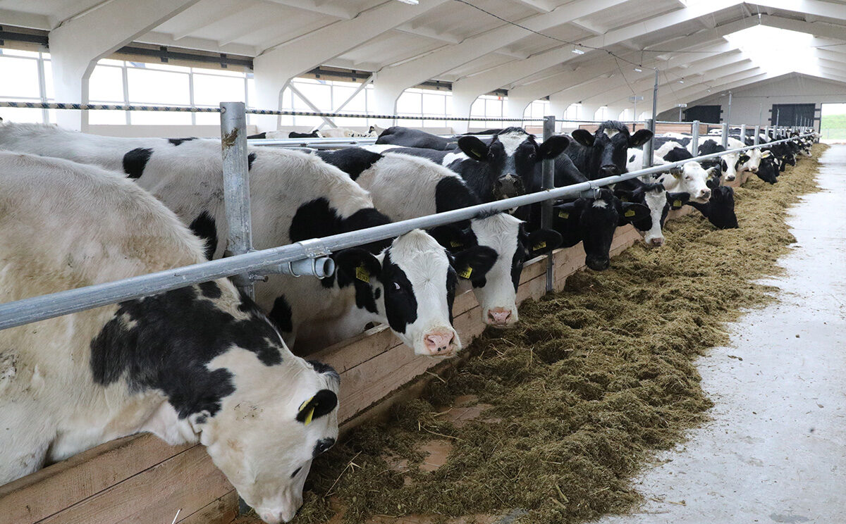 Лукашенко посещает хозяйство в Логойском районе Минской области